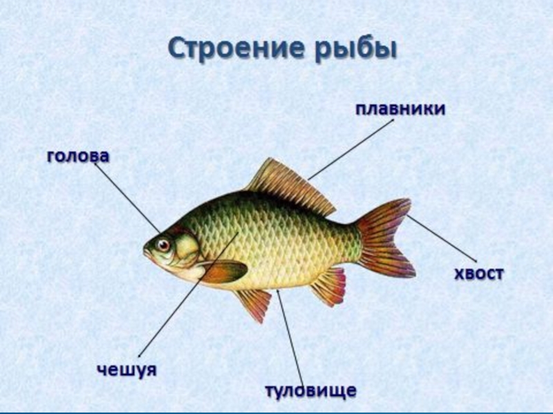 Из чего состоит рыба схема картинки