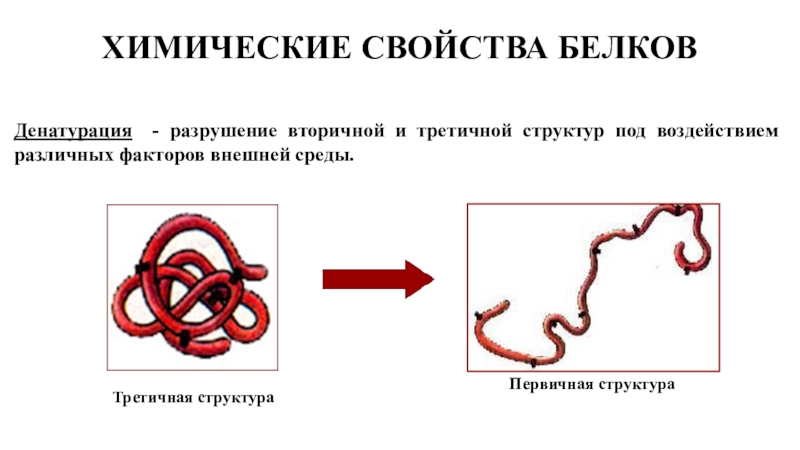 Разрушение белков. Денатурация белка структуры. Химические свойства третичной структуры белка. Химические свойства белков денатурация реакция. Химические свойства белков денатурация белков.