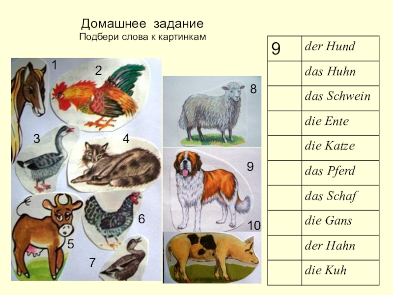 Презентация на немецком языке животные