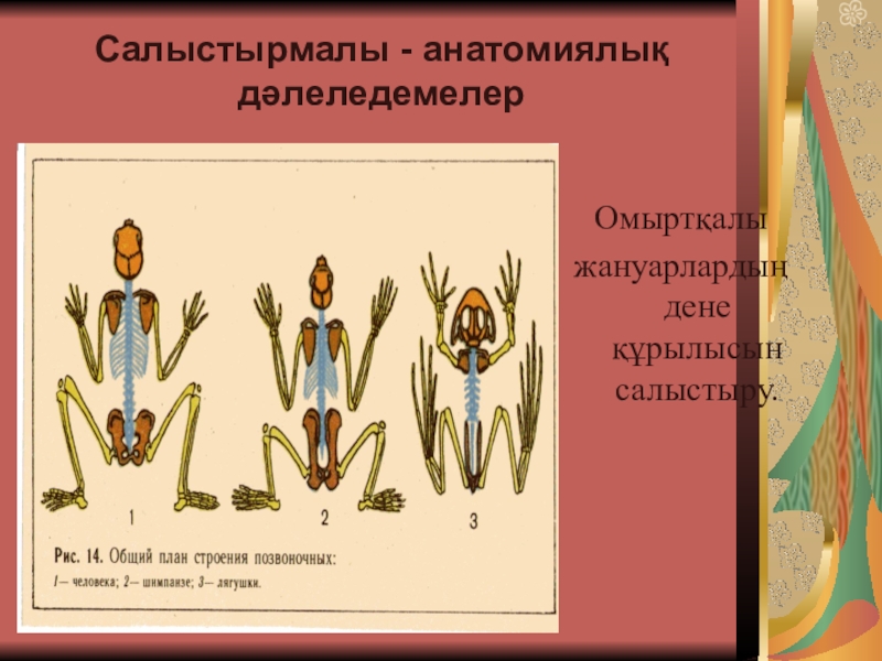 Салыстырмалы елтану презентация