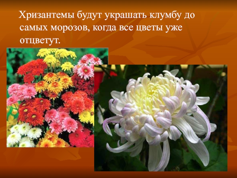 Хризантемы будут украшать клумбу до самых морозов, когда все цветы уже