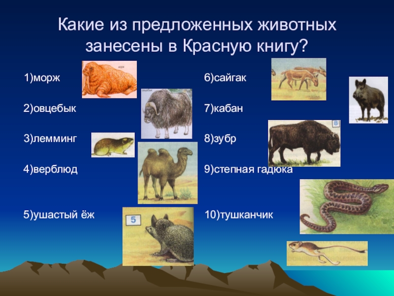Природные зоны 5 класс презентация. Карта природных зон животные овцебык. Верблюд и Сайгак какая природная зона. В каких природных зонах встречаются Верблюды и моржи.