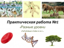 Практическая работа по биологии на тему Разные уровни организации (10 класс)