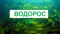 Презентация по теме Водоросли