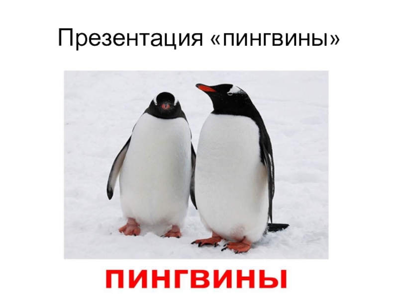 Пингвины внимание. Спасибо за внимание Пингвин. Пингвины презентация. Спасибо за внимание для презентации Пингвин. Спасибо за внимание для презентации Пингви.