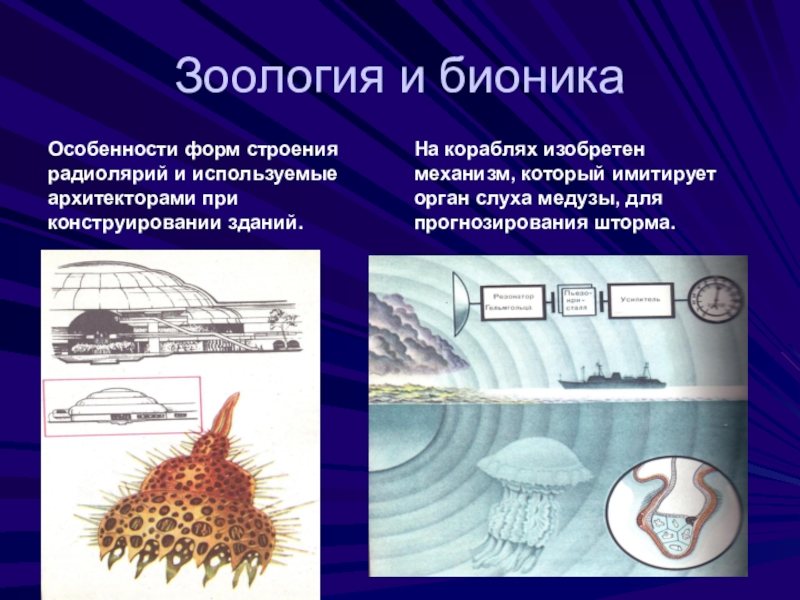 Бионика презентация по биологии