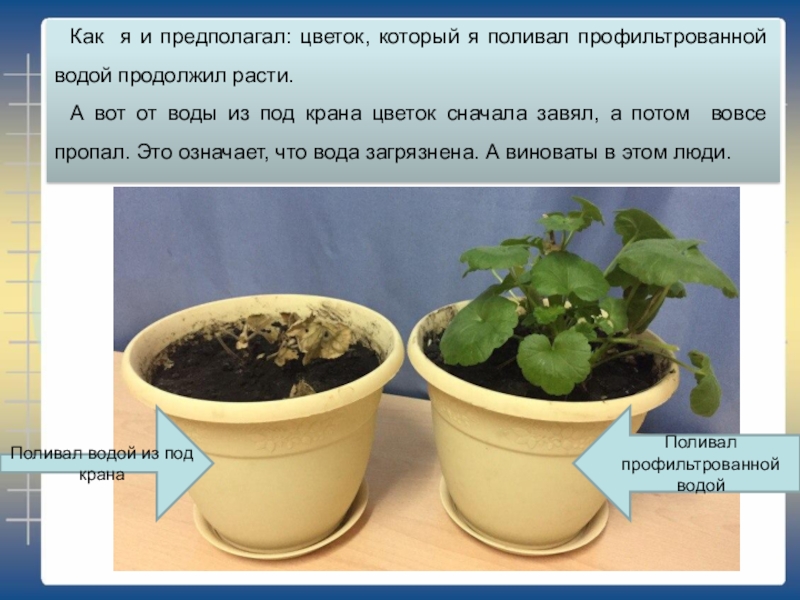 Объясните почему растение во 2 стакане завяло. Комнатные растения которые поливают холодной водой. Растения которые поливают соленой водой. Растение не поливали водой. Влияние воды на комнатные растения для проекта.