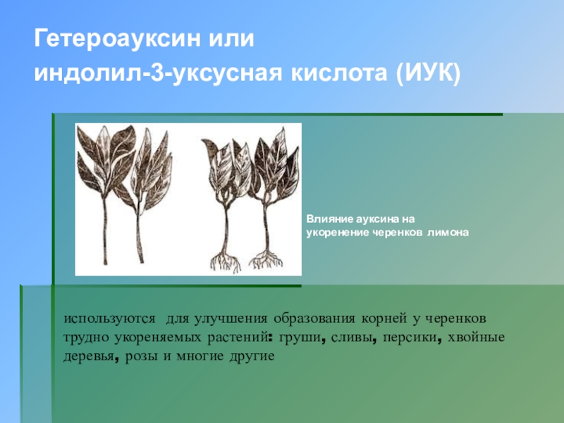 Влияние условий на развитие растений. Влияние ауксина на рост. Ауксины образования черенка. Вещества для роста и развития растений.