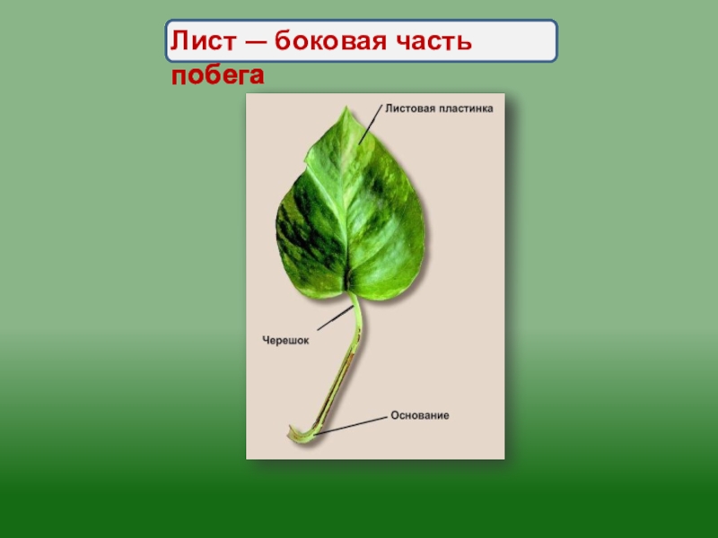 Проект по биологии на тему лист 6 класс