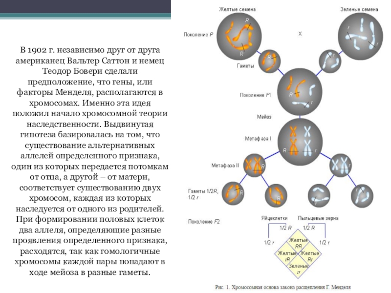 Презентация хромосомная теория наследственности 10 класс презентация