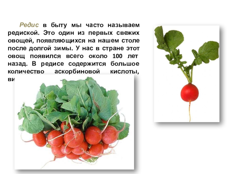 9 редисок. Витамины в редиске. Редиска это овощ или фрукт. Что содержится в редисе. Редис витамины.