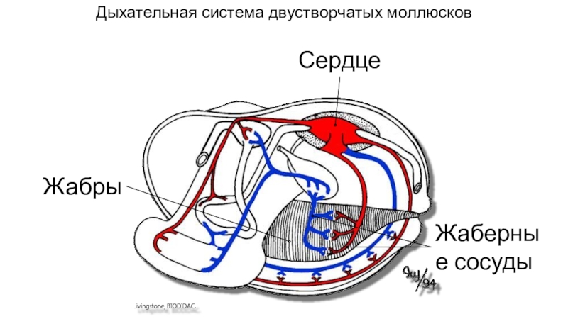 Выделительная система моллюсков. Выделительная система двустворчатых. Выделительная система двустворчатых моллюсков. Дыхательная система двустворчатых моллюсков. Выделительная система двустворчаиые моллюсков.