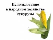 Презентация к уроку биологии в 7 классе адаптивной школы по теме:Злаковые:кукуруза