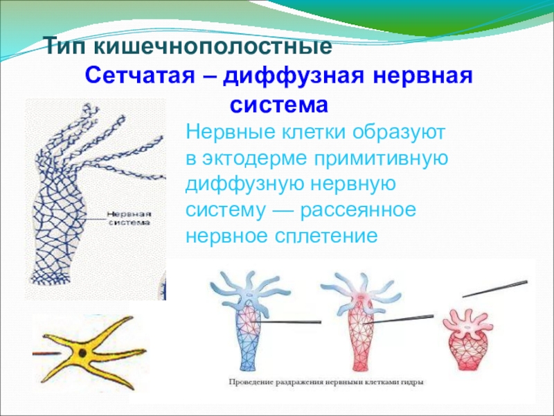 Сетчатая нервная. Диффузная нервная система гидры. Диффузная нервная система кишечнополостных. Диффузный Тип нервной клетки. Нервная система кишечнополостных.