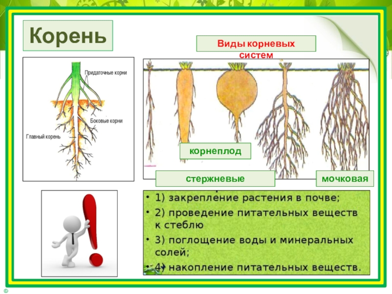 Презентация на тему корень