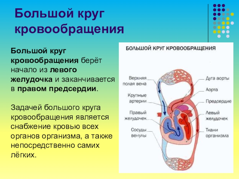 Большой круг кровообращения начинается и заканчивается. Большой круг кровообращения. Большой круг кровообра. Большой круг кровообращения начинается. Малый круг кровообращения начинается.