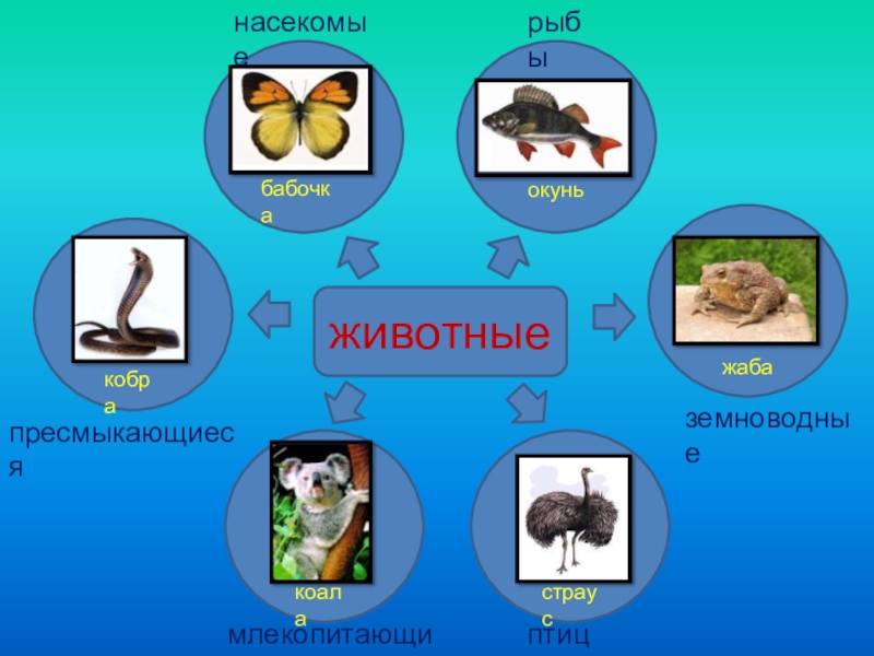 Презентация своя игра по теме млекопитающие