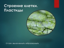 Презентация по биологии 5 класс Строение клетки.Пластиды