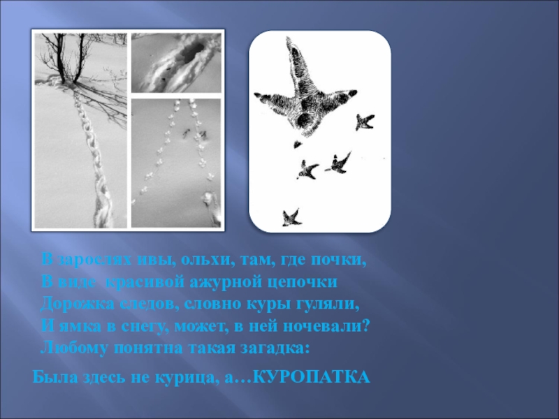 Про следы. Загадки про следы животных на снегу. Загадки про следы животных. Загадки про следы зверей. Загадка про птичьи следы.