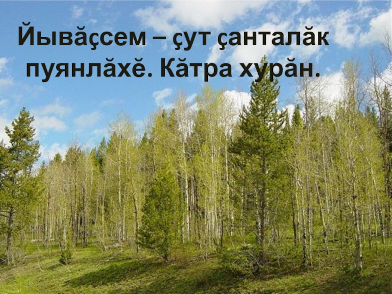 Çулла симĕс, хĕлле çараЙывăçсем – çут çанталăк пуянлăхĕ. Кăтра хурăн.