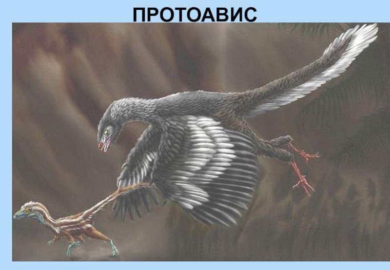 Расцвет млекопитающих появление птиц. Протоавис и Археоптерикс. Протоавис переходная форма. Протоавис Триас. Археоптерикс Эволюция птиц.