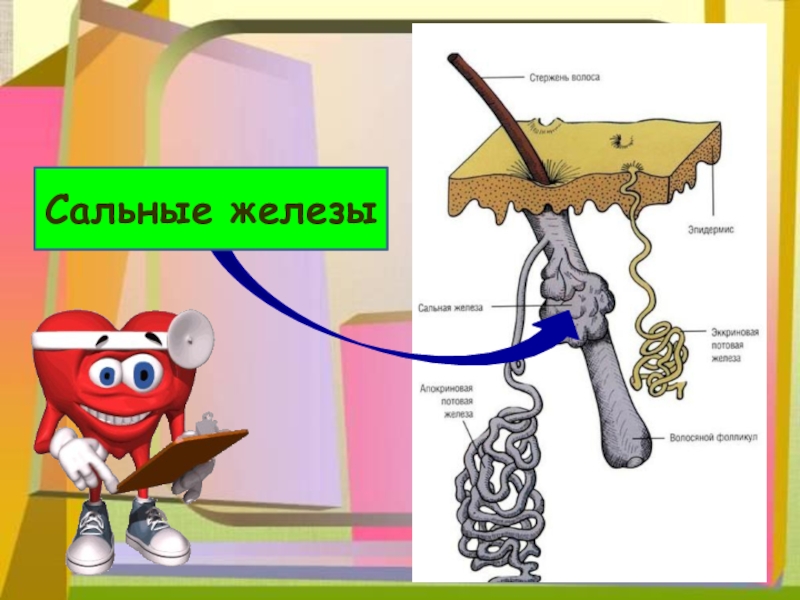 Кожа наружный покровный орган 8 класс презентация