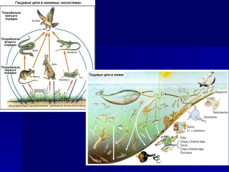 Цепь питания черного. Пищевая сеть морской экосистемы. Пищевые цепи в наземных экосистемах. Пищевая цепь водной экосистемы. Морская пищевая цепочка.