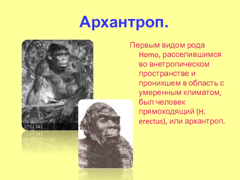 Первый род человечества. Первые архантропы. Архантропы презентация. Древнейшие люди архантропы.