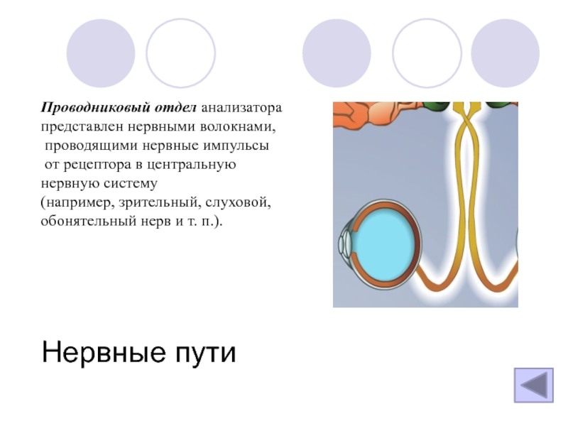 Проводниковый отдел анализатора. Проводниковый отдел анализатора представлен. Проводников отдел зрительного анализатора. Проводниковый отдел зрительного анализатора представлен. Проводниковый тдел анализаторов.