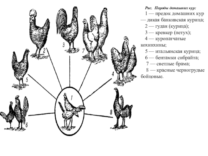 Искусственный отбор картинки