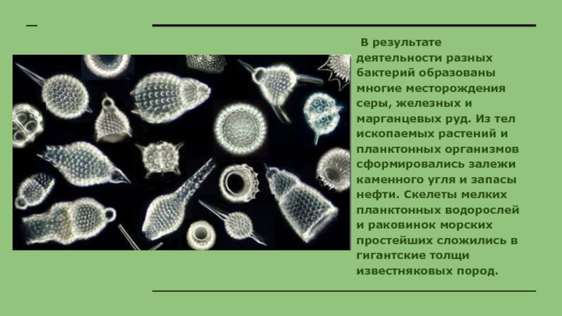 Презентация роль живых организмов в биосфере биология 11 класс