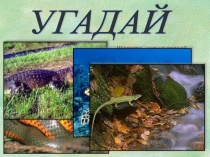 Презентация к уроку окружающего мира Пресмыкающиеся