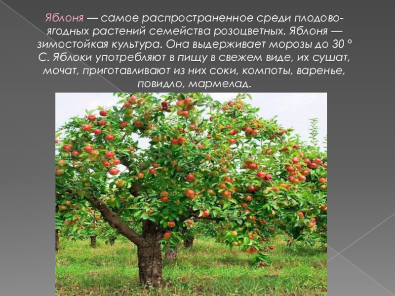 Яблоня относится к растениям. Розоцветные яблоня. Яблоня штамбовая "Орловский Пионер". Розоцветные плодово-ягодные малина. Яблоня зимостойкая культура.