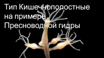 Презентация по биологии на тему Кишечнополостные(7 класс)