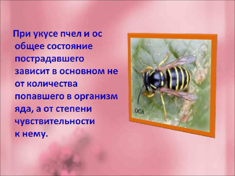 В каких случаях яд может быть лекарством. Презентация на тему укусы насекомых. Опасные насекомые Оса для человека.