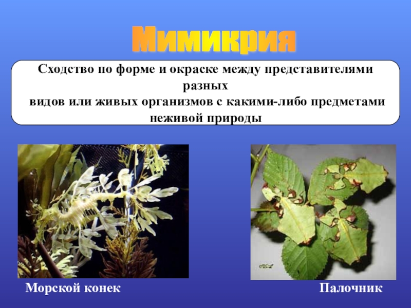 Мимикрия примеры животных. Сходство в окраске и форме тела. Пчела черты приспособленности к среде. Мюллеровская мимикрия. Мимикрия питание.