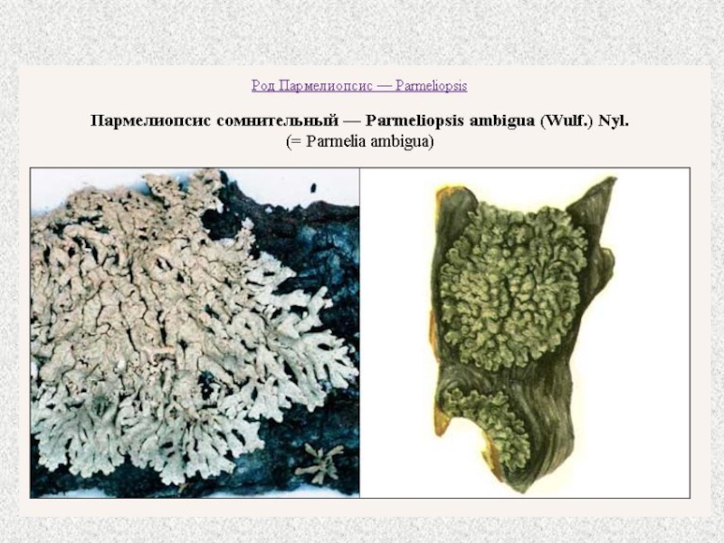 Многообразие лишайников. Разнообразие лишайников 6 класс биология. Пармелиопсис сомнительный рисунок.
