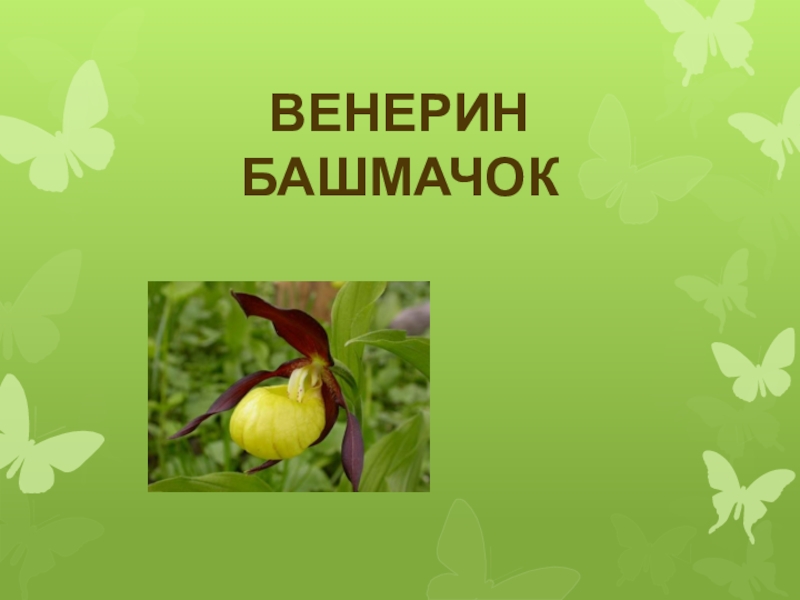 Презентация Презентация для начальной школы по окружающему миру Красная книга Челябинской области