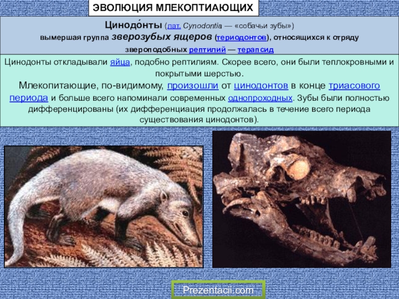 Презентация по биологии на тему Эволюция млекопитающих