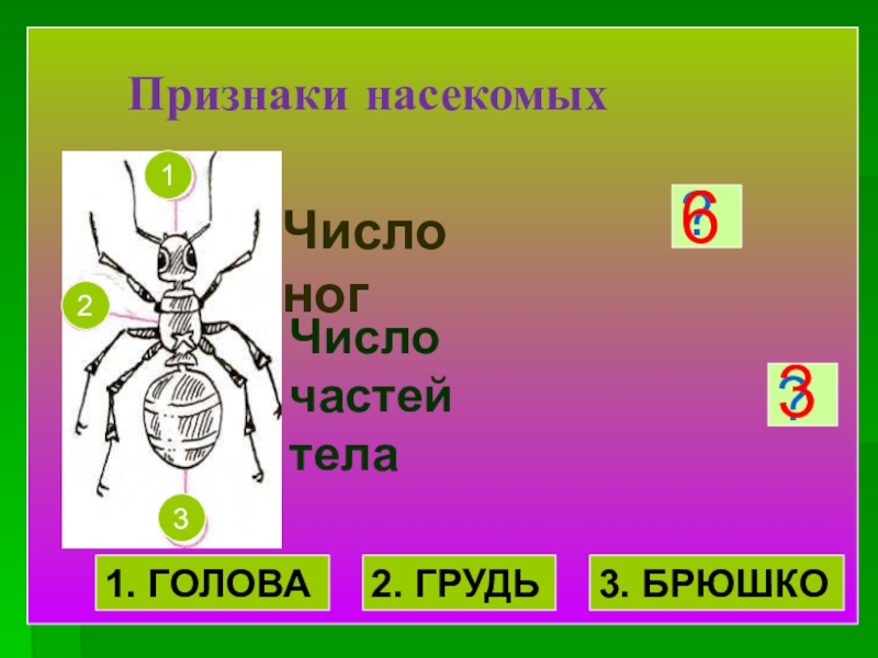 Насекомые характеризуют признаки. Признаки насекомых. Отличительные признаки насекомых. Насекомые признаки насекомых. Важнейшие признаки насекомых.