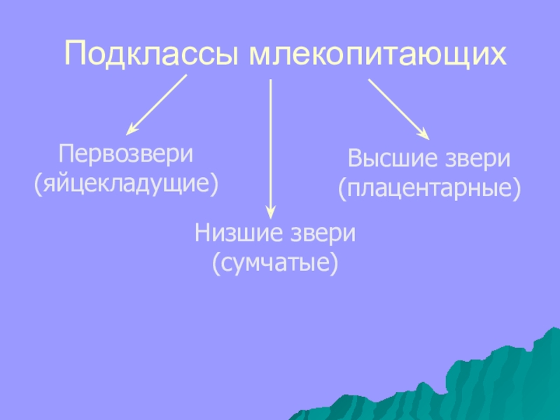 Презентация первозвери 7 класс