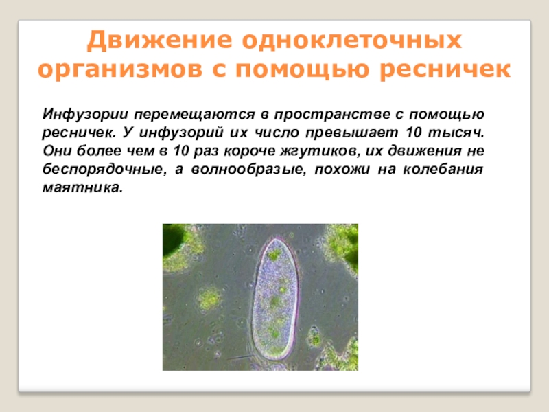 Движение по биологии 6 класс презентация