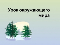 Презентация к уроку окружающего мира 2 класс ПНШ Цветковые и хвойные растения