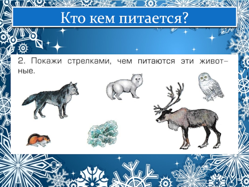 Схема питания характерная для тундры. Кто кем питается. Кто чем питается в тундре. Чем питаются животные в тундре. Чем питаются обитатели тундры.