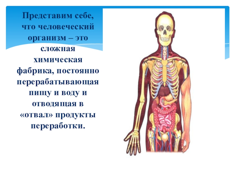 Организм это. Утрера это в организме. Чем поражкнт человеческий организм Хо. Человечий организма Равшан. Что встречается в человеческом теле 32 раза.