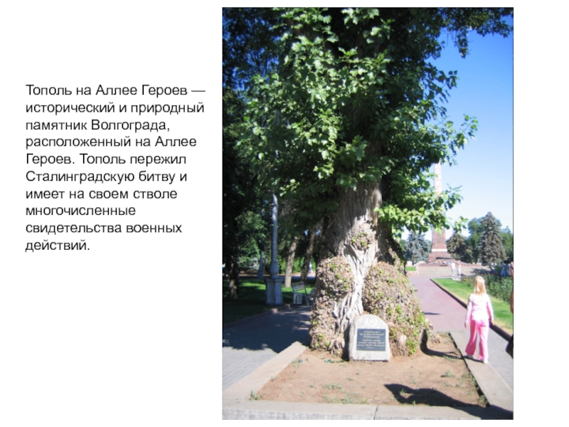 Тополь на Аллее Героев — исторический и природный памятник Волгограда, расположенный на Аллее Героев. Тополь пережил Сталинградскую