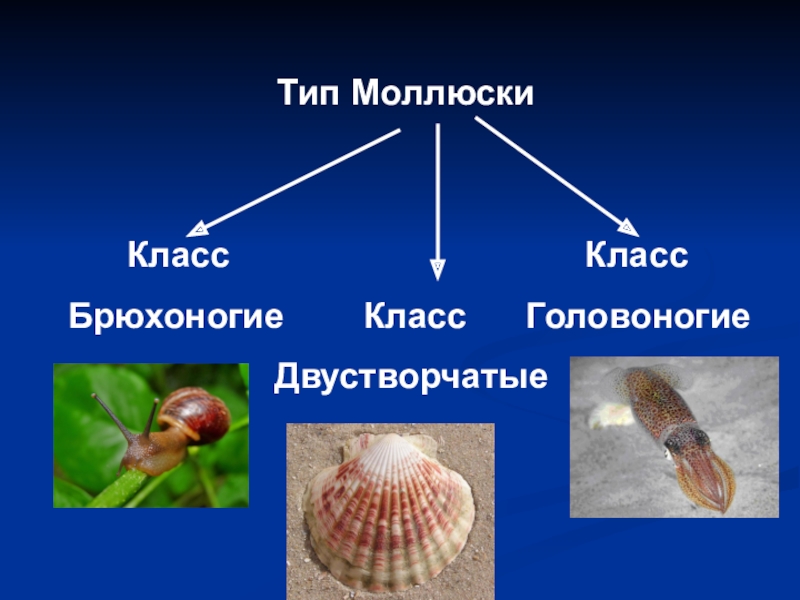 Какие виды моллюсков. Тип моллюски 7 класс биология. Представители моллюсков 7 класс биология. Тип моллюски класс брюхоногие моллюски. Тип моллюски брюхоногие представители.