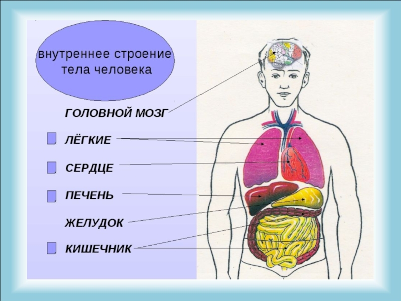 Строение человека 2 класс окружающий мир презентация