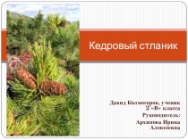Презентация к исследовательской работе Кедровый стланик