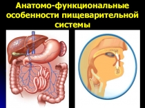 Презентация к уроку Пищеварение. Анатомо-функциональные особенности пищеварительной системы